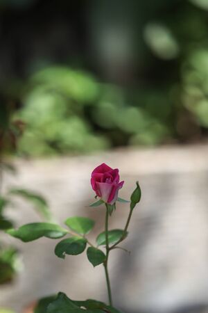 Pink rose, Rosa, blooms in spring in the gardenの写真素材