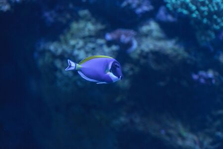 Powder blue tang, Acanthurus leucosternon, is a surgeonfish found in the tropical waters of the Indian Oceanの写真素材