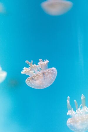 Spotted lagoon jelly, golden medusa, Mastigias papua, is from the Indo-Pacific. This jellyfish has several mouths found on their arms, which they use to feed on zooplankton.の写真素材