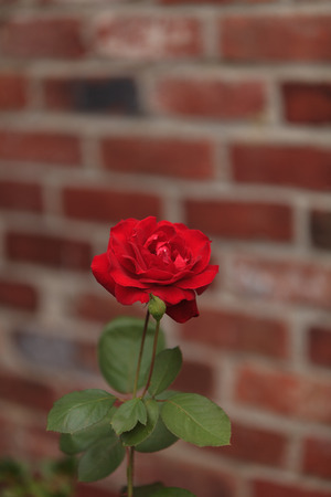 Red rose, Rosa, blooms in spring in the gardenの写真素材