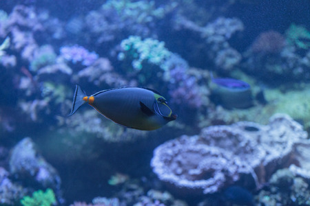 Orangespine unicornfish, Naso lituratus, is found in the Indian and Pacific Oceanの写真素材