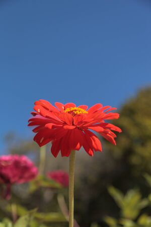 Gerbera daisy blooms across a blue skyの写真素材