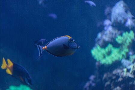 Orangespine unicornfish, Naso lituratus, is found in the Indian and Pacific Ocean