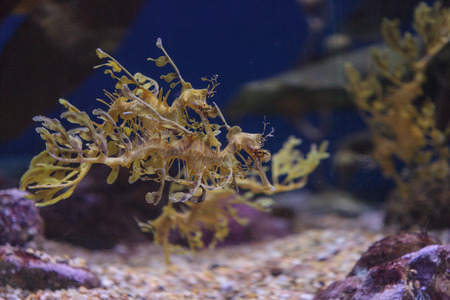 The leafy seadragon, Phycodurus eques, is often yellow and has many leaf-like appendages to help it blend in.の写真素材