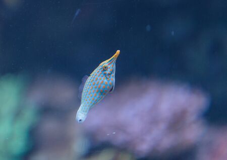 Spotted filefish, Oxymonacanthus longirostris, on a marine reef.の写真素材
