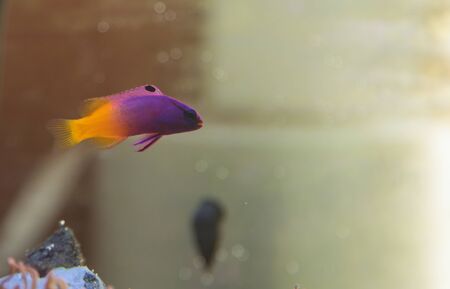 Purple dottyback, Pneudochromis, fish on a reefの写真素材