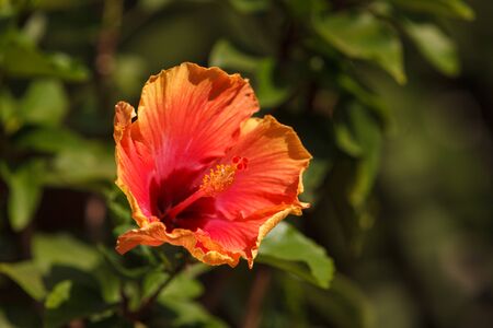 Tie dye Hibiscus flower with detailed stamen and pistil in a Hawaiian garden in springの写真素材
