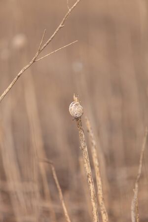Snail perches high on a dry reed at a wildlife preserve marsh in Southern Californiaの写真素材