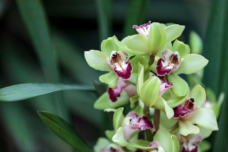 Tropical green Cymbidium orchid with a red tongue blooms in the fall in Hawaiiの写真素材