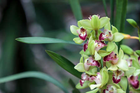 Tropical green Cymbidium orchid with a red tongue blooms in the fall in Hawaiiの写真素材