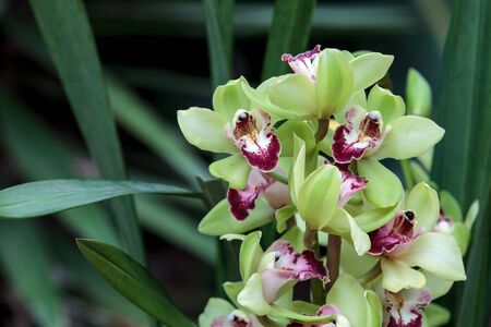 Tropical green Cymbidium orchid with a red tongue blooms in the fall in Hawaiiの写真素材