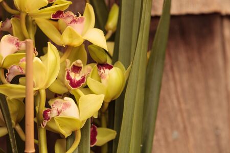 Tropical green Cymbidium orchid with a red tongue blooms in the fall in Hawaiiの写真素材
