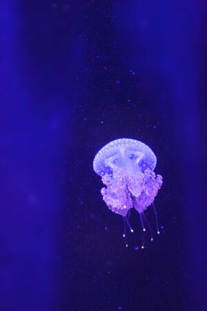 Australian spotted jelly, Phyllorhiza punctata, is also known as the floating bell and the white-spotted jellyfishの写真素材