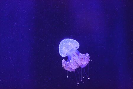 Australian spotted jelly, Phyllorhiza punctata, is also known as the floating bell and the white-spotted jellyfishの写真素材