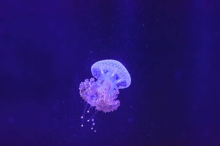 Australian spotted jelly, Phyllorhiza punctata, is also known as the floating bell and the white-spotted jellyfishの写真素材