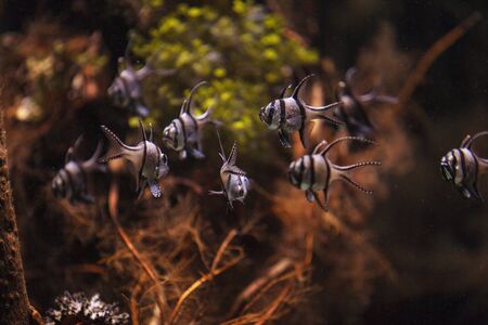 Banggai cardinalfish, Pterapogon kauderni, is a black and white tropical fish found in the Banggai Islands of Indonesia in the mangroves.の写真素材