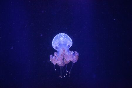 Australian spotted jelly, Phyllorhiza punctata, is also known as the floating bell and the white-spotted jellyfishの写真素材