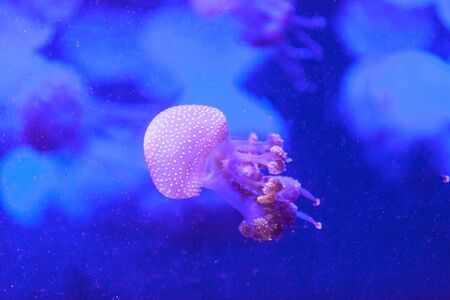 Australian spotted jelly, Phyllorhiza punctata, is also known as the floating bell and the white-spotted jellyfishの写真素材