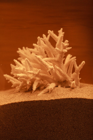 Bleached coral decor on a bronzed backgroundの写真素材