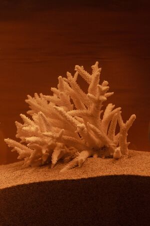 Bleached coral  decor on a bronzed backgroundの写真素材