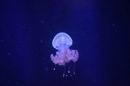 Australian spotted jelly, Phyllorhiza punctata, is also known as the floating bell and the white-spotted jellyfishの写真素材