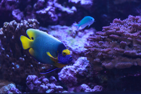Bluefaced angelfish, Pomacanthus xanthometopon, can be found along the tropical reef