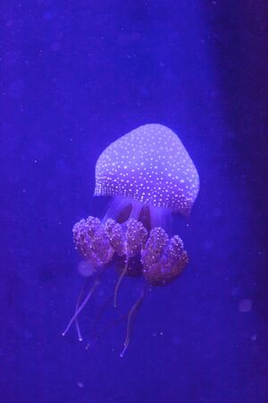 Australian spotted jelly, Phyllorhiza punctata, is also known as the floating bell and the white-spotted jellyfishの写真素材