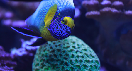 Bluefaced angelfish, Pomacanthus xanthometopon, can be found along the tropical reefの写真素材
