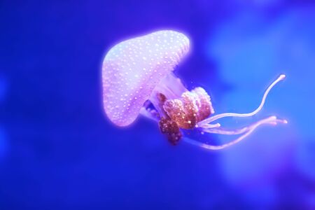 Australian spotted jelly, Phyllorhiza punctata, is also known as the floating bell and the...