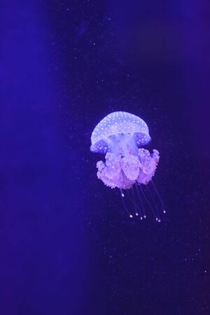 Australian spotted jelly, Phyllorhiza punctata, is also known as the floating bell and the white-spotted jellyfishの写真素材