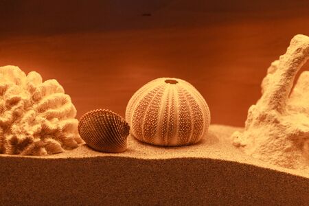 Bleached coral and urchin skeleton decor on a bronzed backgroundの写真素材