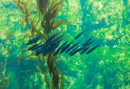 Pacific sardine fish, Ardinops sagax, school together in a kelp forest aquariumの写真素材