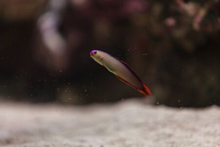 Purple firefish, Nemateleotris magnifica, swims quickly through the waterの写真素材