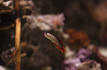 Purple cap firefish, Nemateleotris decora, darts through the water on a tropical reefの写真素材