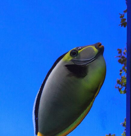 Naso tang, Naso lituratus, is found in the Indian and Pacific Ocean