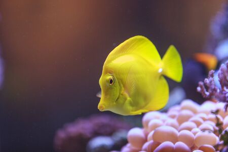 Yellow tang fish, Zebrasoma flavenscens, is a saltwater aquarium fish that is found in the Pacific...