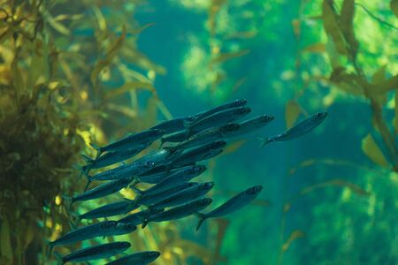 Pacific sardine fish, Ardinops sagax, school together in a kelp forest aquariumの写真素材