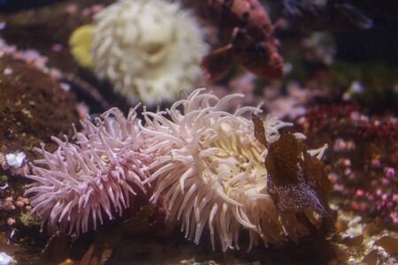 Pink anemone, Urticina crassicornis, on a reef in the oceanの写真素材