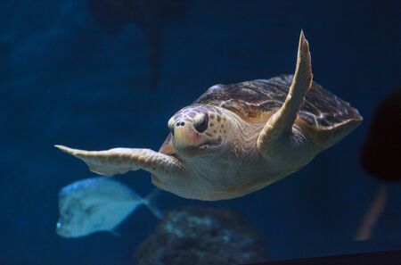 Juvenile loggerhead sea turtle, Caretta caretta, swims gracefully through the waterの写真素材