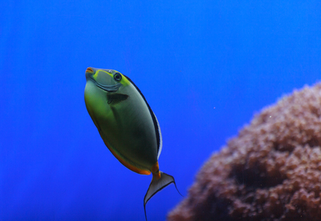 Naso tang, Naso lituratus, is found in the Indian and Pacific Ocean