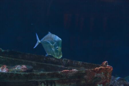 Mexican Lookdown fish, Selene brevoortii, swims over a sunken boatの写真素材