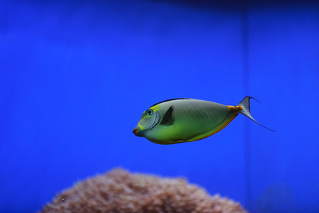 Naso tang, Naso lituratus, is found in the Indian and Pacific Ocean