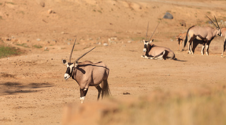 Gemsbok, Oryx gazelle, is found in South Africaの写真素材