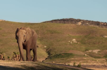 Elephant, Loxodonta Africana, behavior indicates a keen intelligence and awareness among these animals.の写真素材