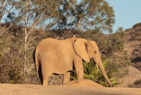 Elephant, Loxodonta Africana, behavior indicates a keen intelligence and awareness among these animals.の写真素材