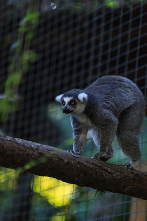 The Lemur, Lemuroidea, is endemic to in Madagascar