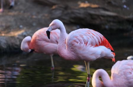 The Chilean flamingo, Phoenicopterus chilensis, is a bright pinkの写真素材