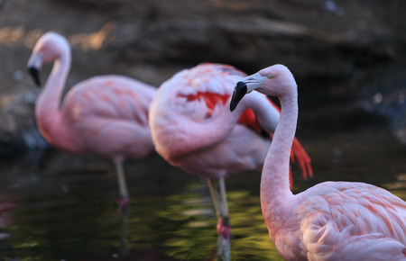 The Chilean flamingo, Phoenicopterus chilensis, is a bright pinkの写真素材