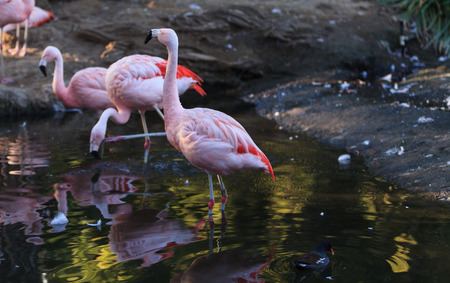 The Chilean flamingo, Phoenicopterus chilensis, is a bright pinkの写真素材