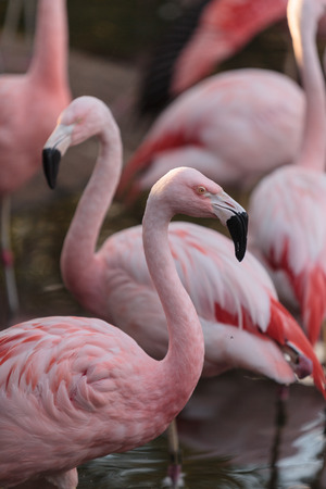 The Chilean flamingo, Phoenicopterus chilensis, is a bright pinkの写真素材
